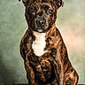 Sanka a rejoint le concours — aidez-le/la à gagner de superbes lots ! alert, animal, background, brindle, canine, curious, dog, domestic_animal, ears, eyes, fur, indoor, looking_at_camera, mammal, pet, portrait, sitting, soft_texture, white_chest, young_dog