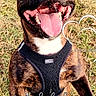 Sanka participe au concours pour gagner de l'argent avec cette photo : animal, brindle, canine, closeup, daylight, dog, energetic, excited, fun, grass, happy, harness, jumping, leaping, outdoor, pet, playful, smiling, tongue, tongue_out