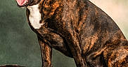 Sanka participe au concours pour gagner de l'argent avec cette photo : alert, animal, background, brindle, canine, closeup, dog, domestic_animal, four_legs, friendly, fur, happy, indoors, mammal, pet, portrait, sitting, smiling, studio, tongue_out