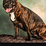 alert, animal, background, brindle, canine, closeup, dog, domestic_animal, four_legs, friendly, fur, happy, indoors, mammal, pet, portrait, sitting, smiling, studio, tongue_out