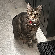 Zoom joined the competition — help win amazing prizes! cat, tabby, pet, indoor, floor, wood_floor, collar, tag, feline, curious, sitting, yellow_eyes, cabinet, black_cabinet, mat, home, domestic, animal, whiskers, ears