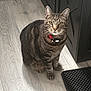 cat, tabby, pet, indoor, floor, wood_floor, collar, tag, feline, curious, sitting, yellow_eyes, cabinet, black_cabinet, mat, home, domestic, animal, whiskers, ears