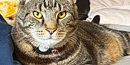 Zoom is registered to the contest to win money with this photo: cat, tabby, pet, animal, feline, yellow_eyes, collar, indoor, bed, blanket, paw, fur, striped, resting, cute, domestic, whiskers, closeup, relaxed, cozy