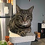 Zoom is registered to the contest to win money with this photo: cat, tabby_cat, pet, indoor, furniture, kitchen, refrigerator, food_box, table, household_items, living_room, wooden_floor, wall, domestic_animal, feline, resting, close_up, animal_face, paw, collar