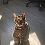 Zoom joined the competition — help win amazing prizes! cat, tabby, indoor, floor, wooden_floor, sunlight, collar, pet, feline, sitting, shadow, domestic_animal, household, chair, pink, tag, bell, quiet, calm, animal