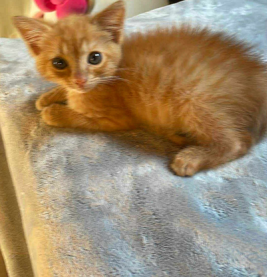 Phoenix joined the competition — help win amazing prizes! animal, closeup, cozy, cute, cute_pet, ears, eyes, feline, fur, indoor, kitten, lying_down, orange_cat, pet, resting, small, soft, texture, whiskers, young