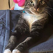 Dimitri is registered to the contest to win money with this photo: animal, blue_collar, cat, cozy, curious, cushion, feline, fur, home, indoor, knitted_blanket, pet, pink_bow, plush_toy, relaxed, soft_toys, tabby_cat, whiskers, white_paws, wide_eyes