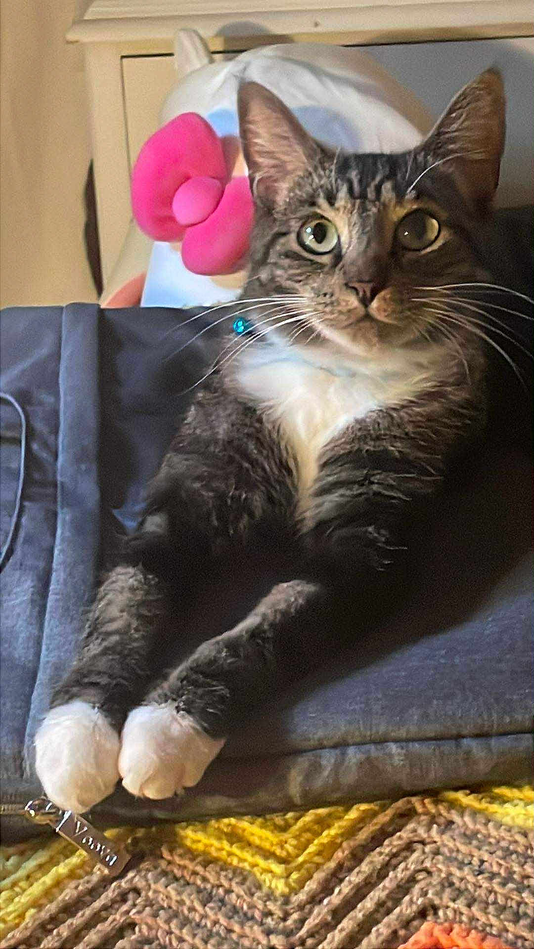 Dimitri