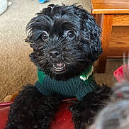 Alfie is registered to the contest to win money with this photo: dog, puppy, black_dog, sweater, knit_sweater, paws, close_up, portrait, pet, indoor, carpet, wooden_table, furniture, nose, eyes, teeth, fur, adorable, living_room, red_leather