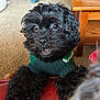 dog, puppy, black_dog, sweater, knit_sweater, paws, close_up, portrait, pet, indoor, carpet, wooden_table, furniture, nose, eyes, teeth, fur, adorable, living_room, red_leather