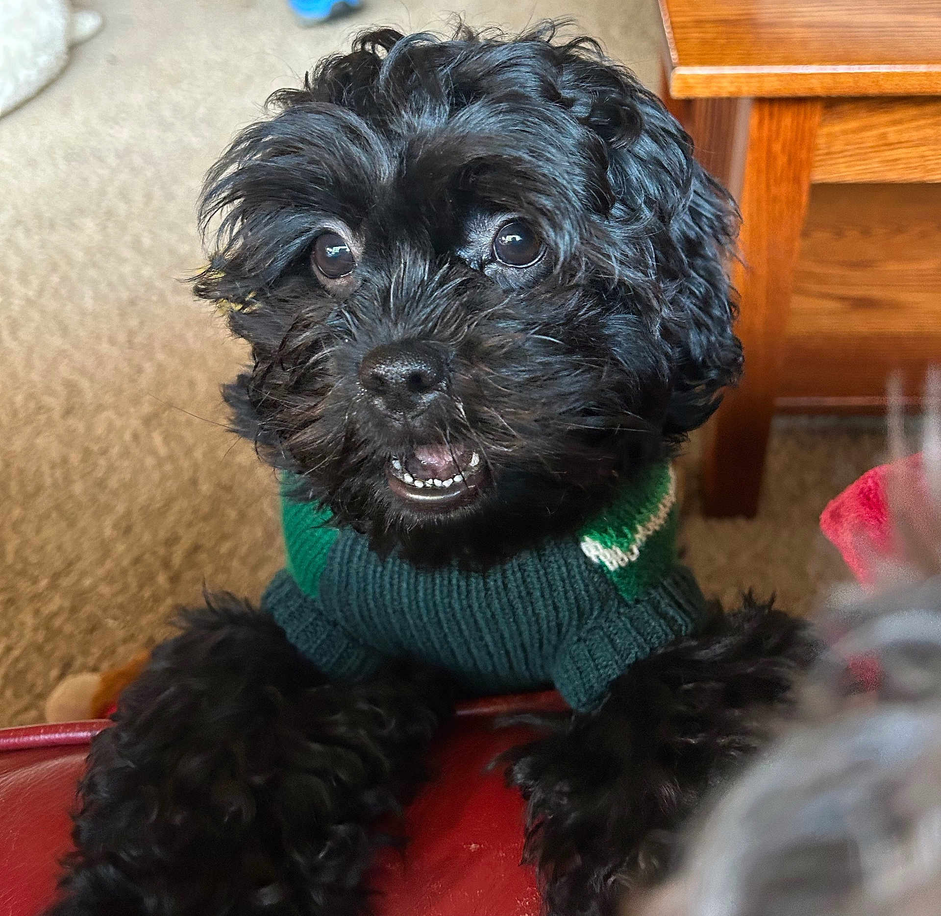 Alfie is registered to the contest to win money with this photo: dog, puppy, black_dog, sweater, knit_sweater, paws, close_up, portrait, pet, indoor, carpet, wooden_table, furniture, nose, eyes, teeth, fur, adorable, living_room, red_leather