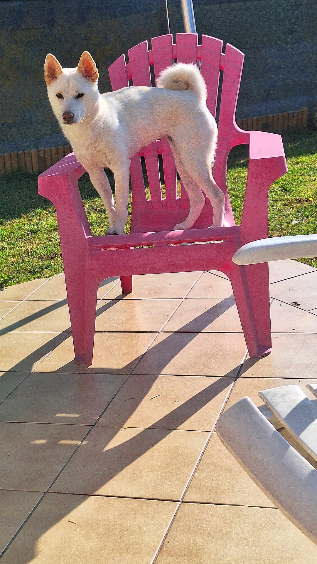 Vienna a rejoint le concours — aidez-le/la à gagner de superbes lots ! dog, white_dog, plastic_chair, pink_chair, backyard, grass, fence, tile_floor, shadow, sunlight, pet, outdoor, animal, standing, curled_tail, daylight, garden, domestic_animal, canine, quiet