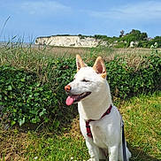 Vienna participe au concours pour gagner de l'argent avec cette photo : dog, white_dog, sitting, grass, flowers, leash, harness, outdoor, nature, ivy, sky, clouds, cliff, happy, tongue_out, sunlight, greenery, field, pet, canine