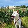 dog, white_dog, sitting, grass, flowers, leash, harness, outdoor, nature, ivy, sky, clouds, cliff, happy, tongue_out, sunlight, greenery, field, pet, canine
