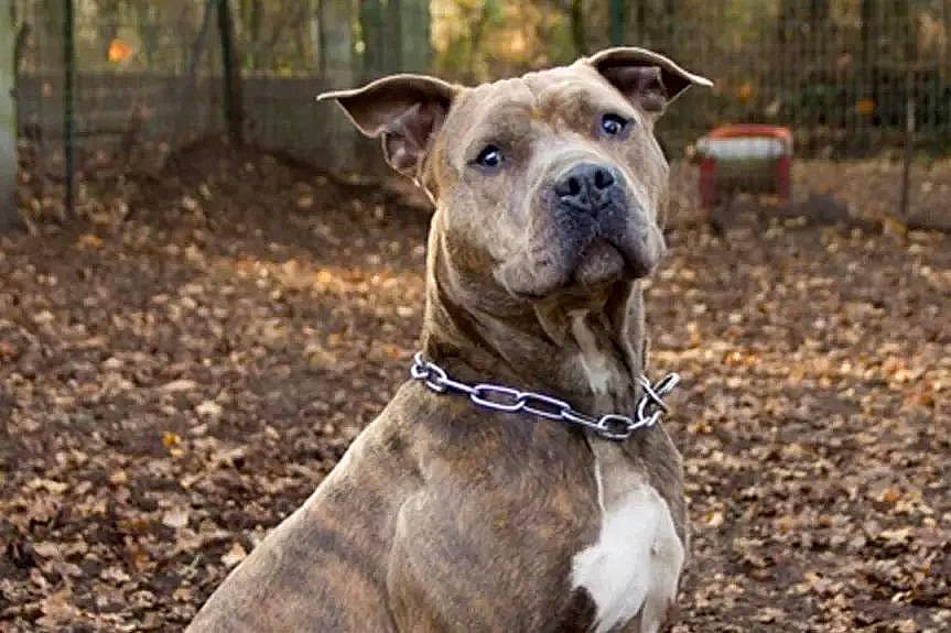 Jasper a rejoint le concours — aidez-le/la à gagner de superbes lots ! ancient_dog_breeds, canidae, carnivore, collar, companion_dog, dog, dog_breed, dog_collar, dog_supply, electric_blue, fawn, guard_dog, non_sporting_group, pet_supply, snout, sporting_group, terrestrial_animal, whiskers, working_animal, working_dog