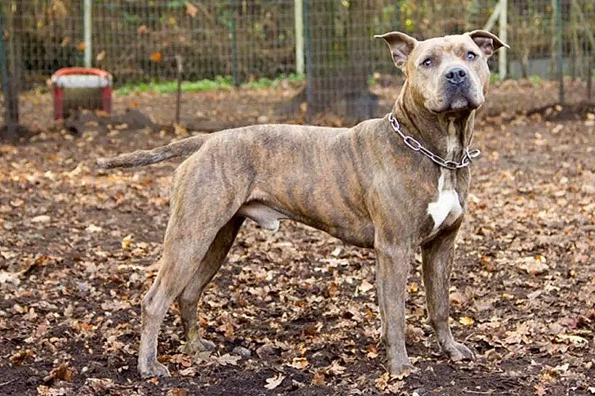 Jasper participe au concours pour gagner de l'argent avec cette photo : ancient_dog_breeds, carnivore, collar, companion_dog, dog, dog_breed, dog_collar, dog_supply, fawn, magyar_agar, plant, rampur_greyhound, sighthound, snout, soil, sporting_group, tail, terrestrial_animal, working_animal, working_terrier