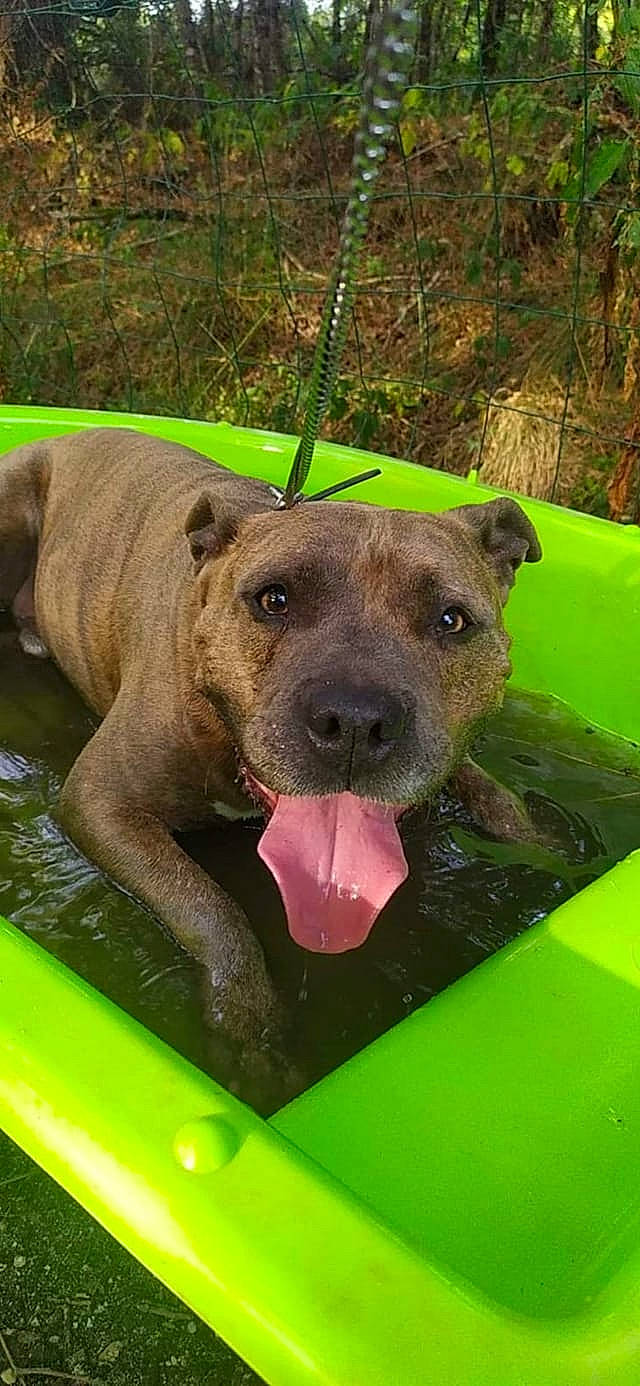 Jasper a rejoint le concours — aidez-le/la à gagner de superbes lots ! canidae, carnivore, collar, companion_dog, dog, dog_breed, fawn, grass, green, guard_dog, mammal, non_sporting_group, plant, snout, sporting_group, terrestrial_animal, tree, water, whiskers, working_animal