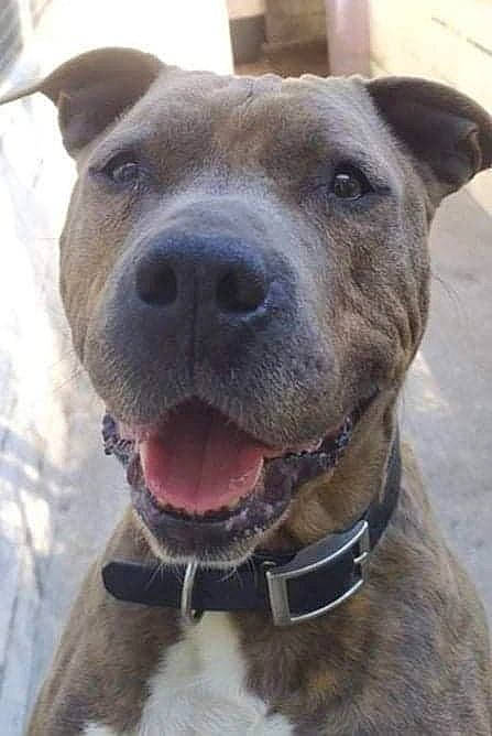 Jasper a rejoint le concours — aidez-le/la à gagner de superbes lots ! canidae, carnivore, collar, companion_dog, dog, dog_breed, dog_collar, dog_supply, fawn, fur, giant_dog_breed, guard_dog, liver, non_sporting_group, pet_supply, snout, sporting_group, whiskers, working_animal, working_dog