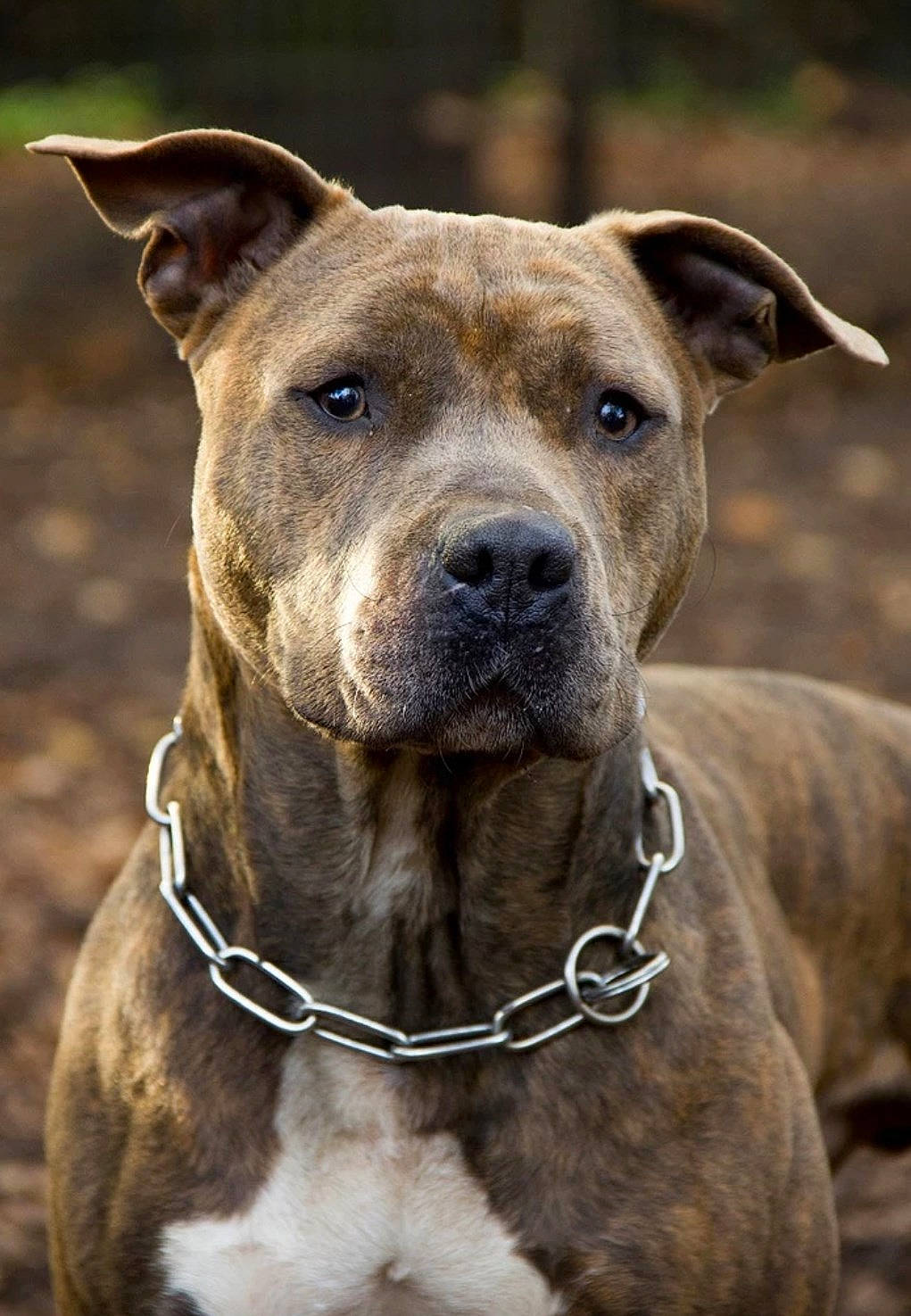 Jasper a rejoint le concours — aidez-le/la à gagner de superbes lots ! ancient_dog_breeds, canidae, carnivore, collar, companion_dog, dog, dog_breed, dog_collar, ear, fawn, liver, non_sporting_group, pet_supply, snout, sporting_group, terrestrial_animal, whiskers, working_animal, working_dog