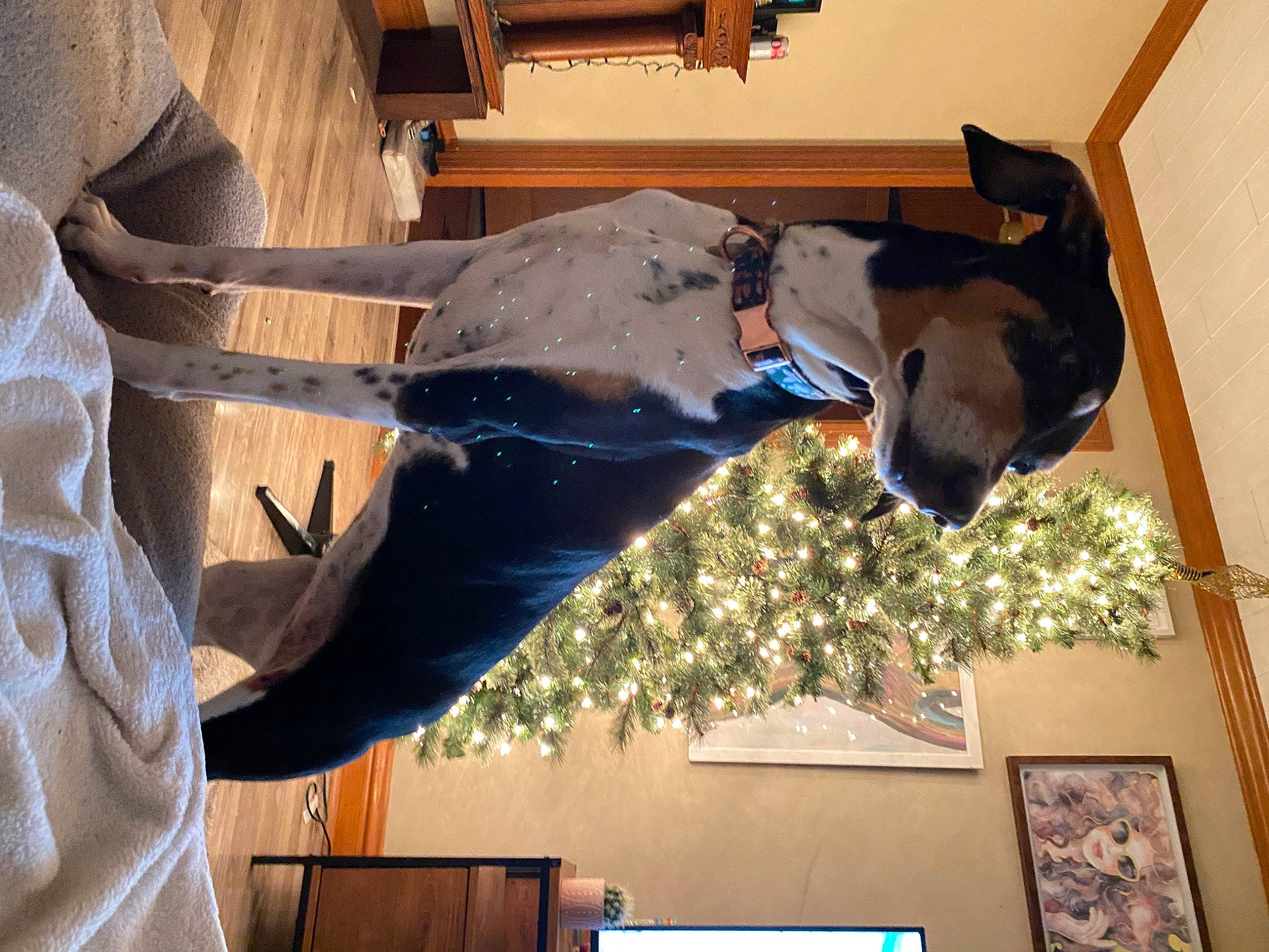 Samoa joined the competition — help win amazing prizes! ceiling, event, fawn, fun, fur, interior_design, picture_frame, room, tradition, tree, winter, wood, working_animal