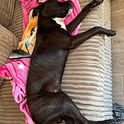 Aïko participe au concours pour gagner de l'argent avec cette photo : dog, black_dog, sleeping, couch, blanket, pink_blanket, indoor, pet, resting, fur, white_markings, wooden_floor, shoe, crocs, home, relaxation, canine, cozy, living_room, nap