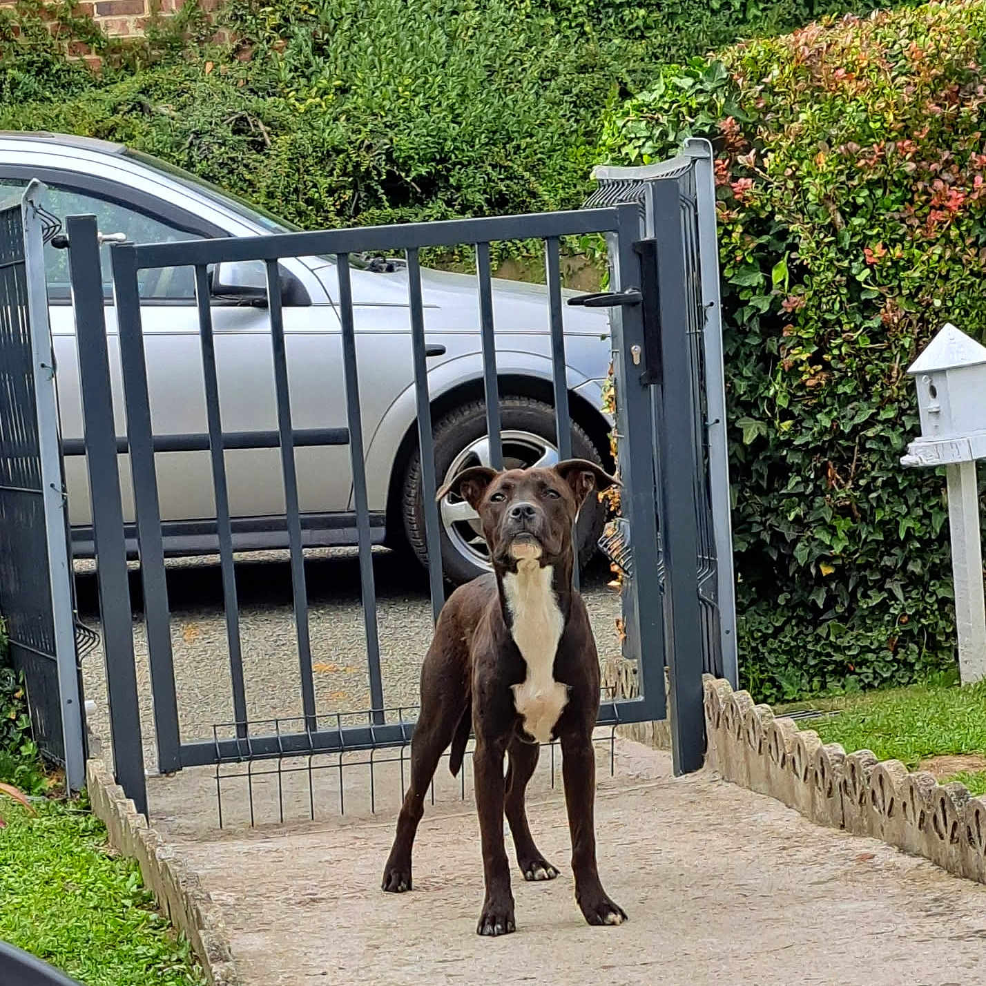 Aïko a rejoint le concours — aidez-le/la à gagner de superbes lots ! alert, canine, car, dog, domestic_animal, fence, gate, grass, greenery, guard, hedge, metal, nature, outdoor, pathway, pet, sidewalk, standing, vehicle, yard