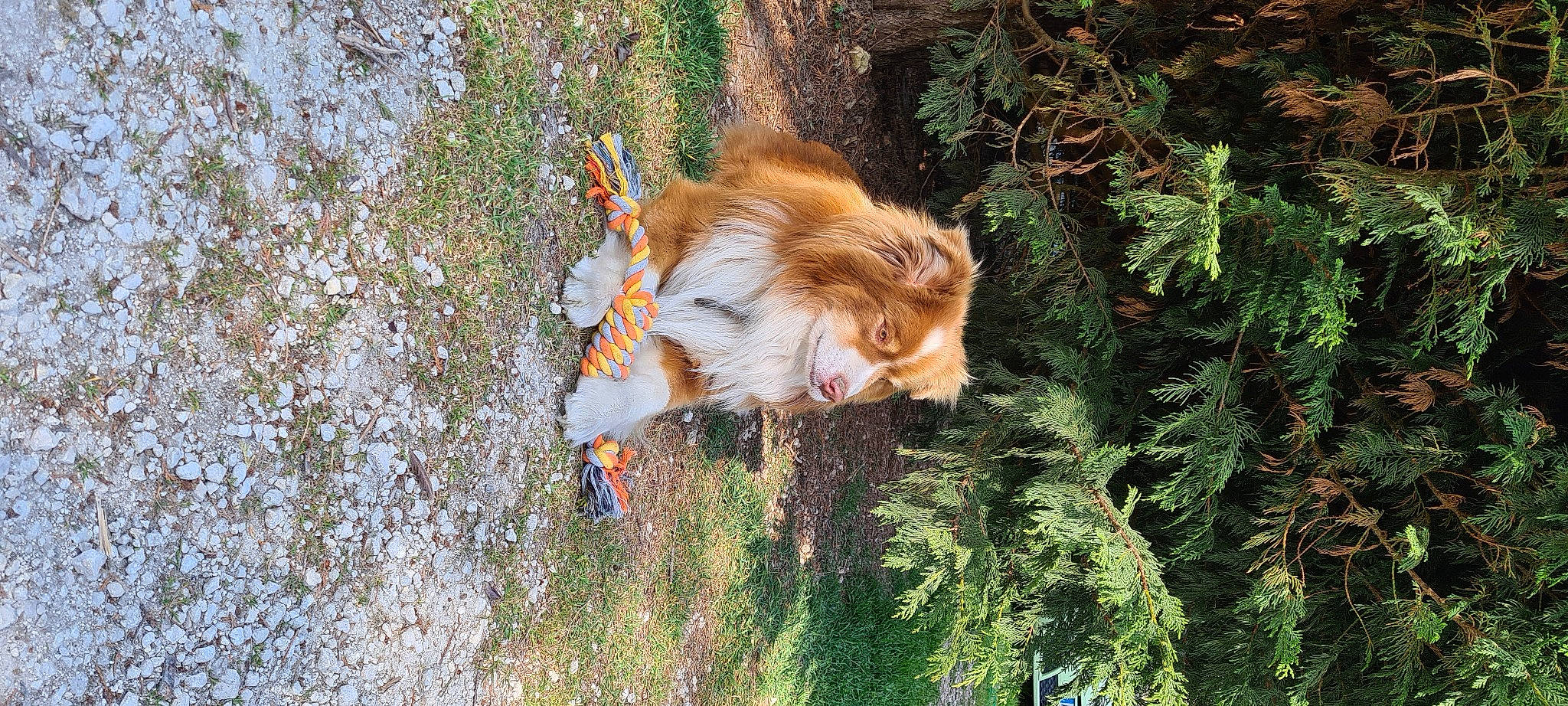 Pompon participe au concours pour gagner de l'argent avec cette photo : canidae, carnivore, companion_dog, dog, dog_breed, evergreen, fawn, felidae, fur, grass, plant, small_to_medium_sized_cats, sporting_group, tail, terrestrial_animal, tree, trunk, whiskers, wildlife, wood