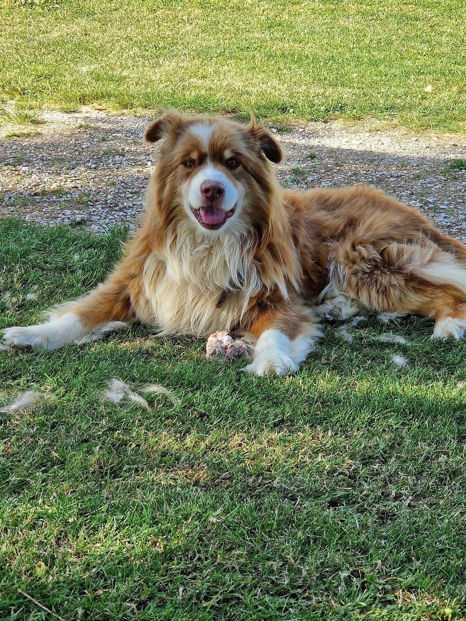 Pompon a rejoint le concours — aidez-le/la à gagner de superbes lots ! canidae, carnivore, companion_dog, dog, dog_breed, fang, fawn, fur, grass, liver, plant, snout, sporting_group, tail, terrestrial_animal, working_animal, working_dog
