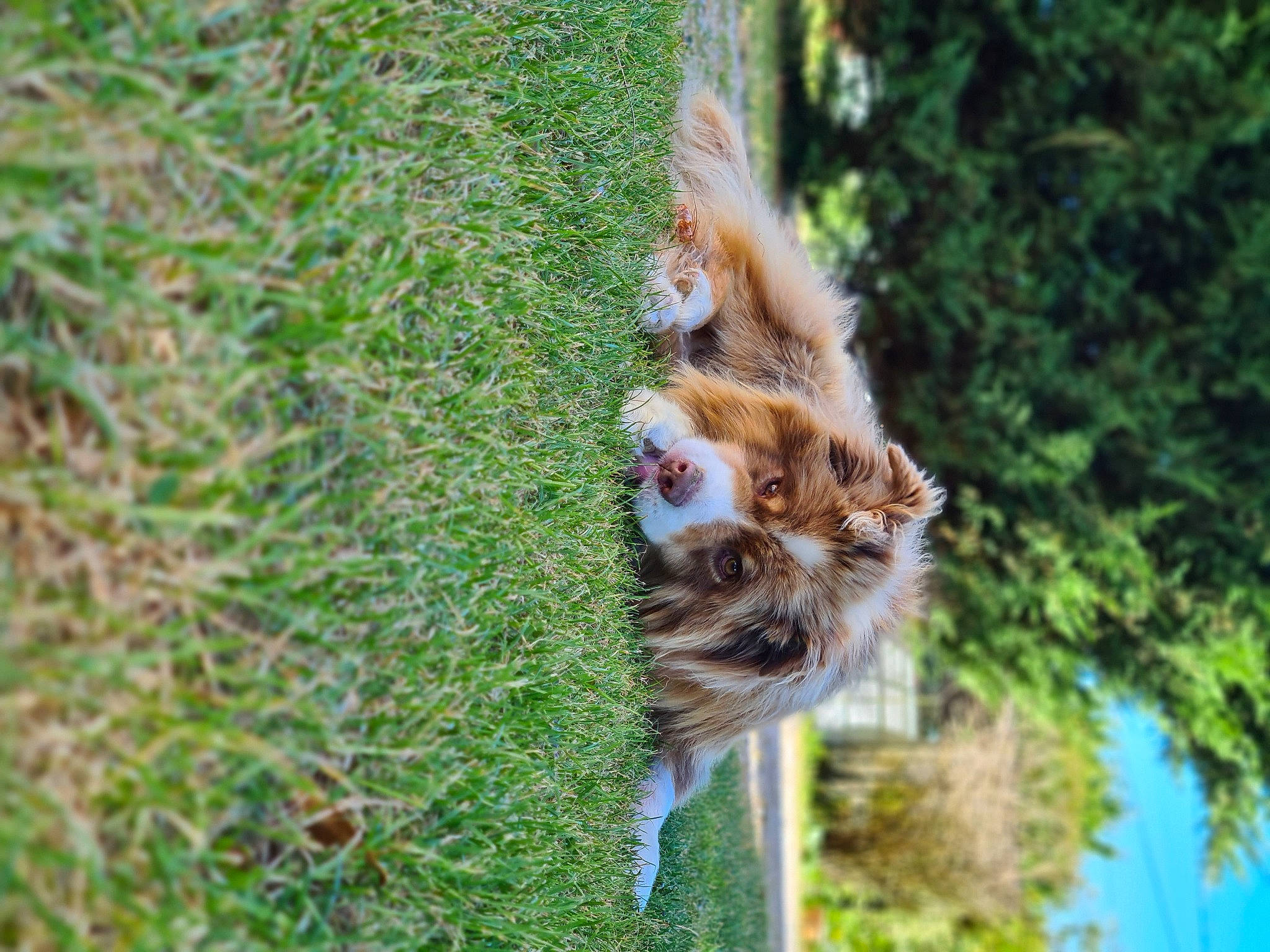 Pompon participe au concours pour gagner de l'argent avec cette photo : canidae, carnivore, fawn, felidae, fur, grass, groundcover, plant, primate, red_panda, snout, tail, terrestrial_animal, terrestrial_plant, tree, trunk, twig, vegetation, whiskers, wood