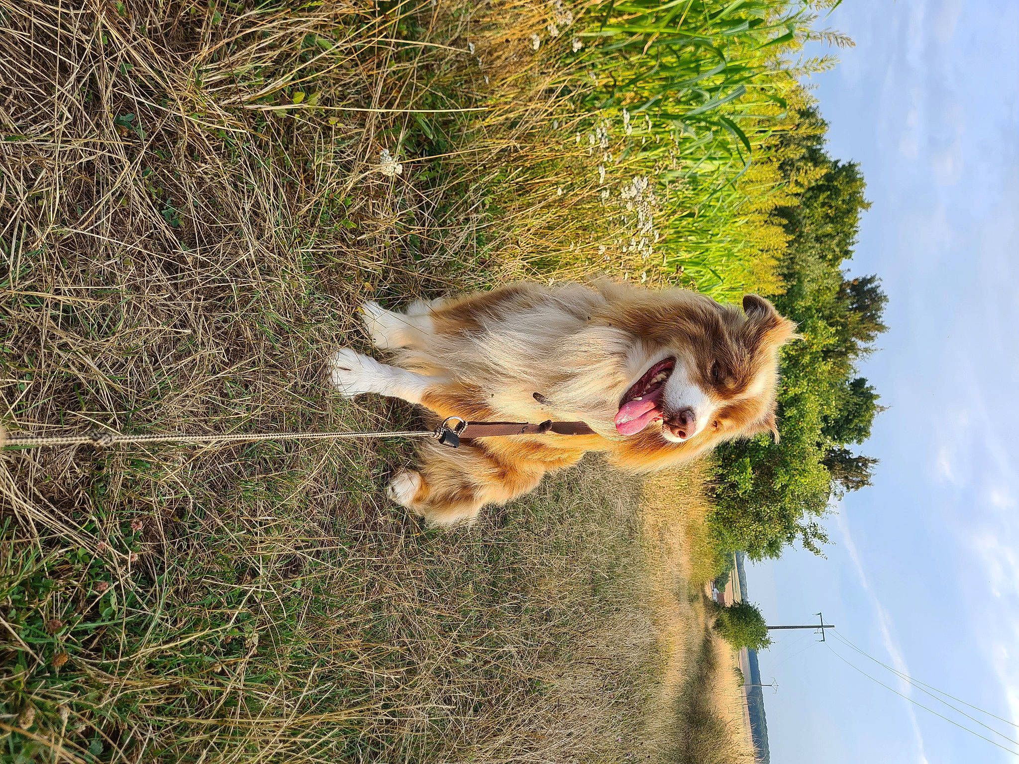 Pompon a rejoint le concours — aidez-le/la à gagner de superbes lots ! canidae, carnivore, cloud, companion_dog, dog, dog_breed, fawn, fur, grass, old_german_shepherd_dog, plant, sky, snout, sporting_group, tail, terrestrial_animal, tree, wildlife, working_dog