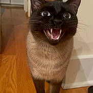 Oreo joined the competition — help win amazing prizes! animal, basket, cat, close_up, domestic, ears, eyes, front_legs, fur, furniture, hardwood_floor, indoor, looking_up, open_mouth, paws, pet, portrait, siamese_cat, teeth, whiskers