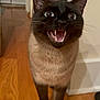 animal, basket, cat, close_up, domestic, ears, eyes, front_legs, fur, furniture, hardwood_floor, indoor, looking_up, open_mouth, paws, pet, portrait, siamese_cat, teeth, whiskers
