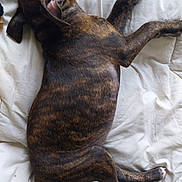 Jazz a rejoint le concours — aidez-le/la à gagner de superbes lots ! dog, puppy, brindle, sleeping, resting, white_quilt, indoor, animal, pet, fur, ears, paw, cute, relaxed, canine, laying_down, young_dog, domestic_animal, comfort, cozy