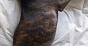 Jazz a rejoint le concours — aidez-le/la à gagner de superbes lots ! animal, brindle, canine, comfort, cozy, cute, dog, domestic_animal, ears, fur, indoor, laying_down, paw, pet, puppy, relaxed, resting, sleeping, white_quilt, young_dog