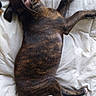 dog, puppy, brindle, sleeping, resting, white_quilt, indoor, animal, pet, fur, ears, paw, cute, relaxed, canine, laying_down, young_dog, domestic_animal, comfort, cozy