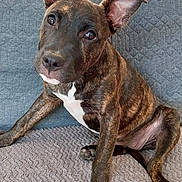 Jazz participe au concours pour gagner de l'argent avec cette photo : animal, brindle, brown_coat, couch, cute, dog, ears, home, indoors, kitchen, living_room, looking_at_camera, pet, portrait, puppy, quilted_fabric, sitting, sofa, white_chest, white_paws