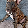 animal, brindle, brown_coat, couch, cute, dog, ears, home, indoors, kitchen, living_room, looking_at_camera, pet, portrait, puppy, quilted_fabric, sitting, sofa, white_chest, white_paws
