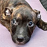 puppy, dog, brindle, close_up, cushion, pet, animal, cute, lying_down, looking_up, fur, ears, nose, whiskers, soft_texture, indoor, resting, adorable, portrait, young