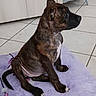 puppy, dog, brindle, sitting, blanket, lavender, floor, tile, indoor, pet, young_dog, animal, canine, domestic_animal, fur, paw, side_view, dog_bowl, quiet, still