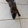 puppy, dog, brindle, floor, tile, indoor, animal, pet, laying_down, relaxed, cute, young, table_leg, shadow, brown, black, canine, domestic_animal, resting, quiet