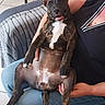 Jazz a rejoint le concours — aidez-le/la à gagner de superbes lots ! animal, belly_up, black_and_white, brindle, couch, dog, floppy_ear, indoor, lap, living_room, lying_down, open_mouth, person, pet, pink_tongue, pointed_ear, portrait, puppy, sitting, white_chest