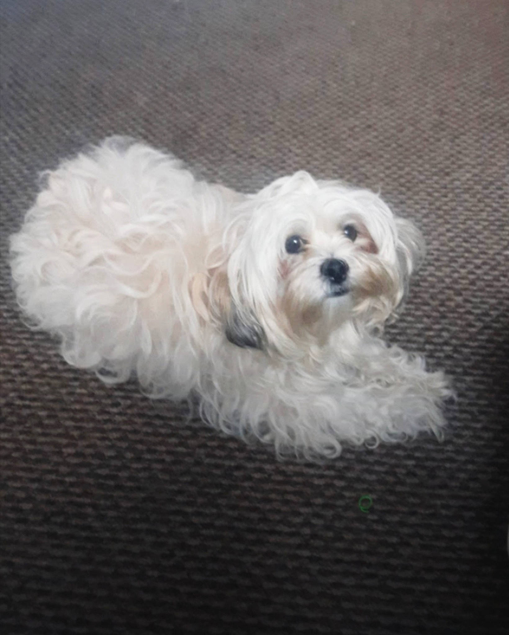 Dorothy joined the competition — help win amazing prizes! canidae, carnivore, companion_dog, dog, dog_breed, dog_supply, fur, maltepoo, non_sporting_group, puppy, small_terrier, snout, sporting_group, terrier, toy_dog, water_dog, working_animal, yorkipoo