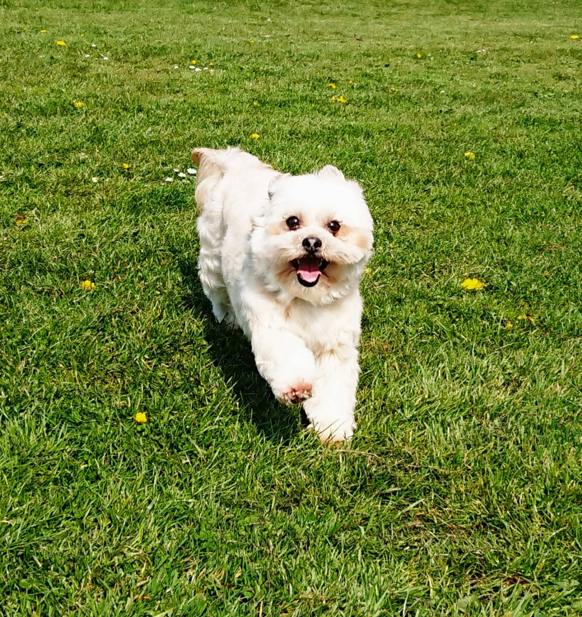 Dorothy is registered to the contest to win money with this photo: bichon, carnivore, companion_dog, dog, dog_breed, grass, groundcover, maltepoo, non_sporting_group, plant, poodle_crossbreed, sporting_group, toy_dog, working_animal