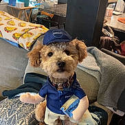 Milo is registered to the contest to win money with this photo: dog, petco, costume, uniform, hat, indoor, couch, blanket, living_room, cute, small_dog, seated, fabric, fur, toy_arms, collar, pet, home, decor, furniture