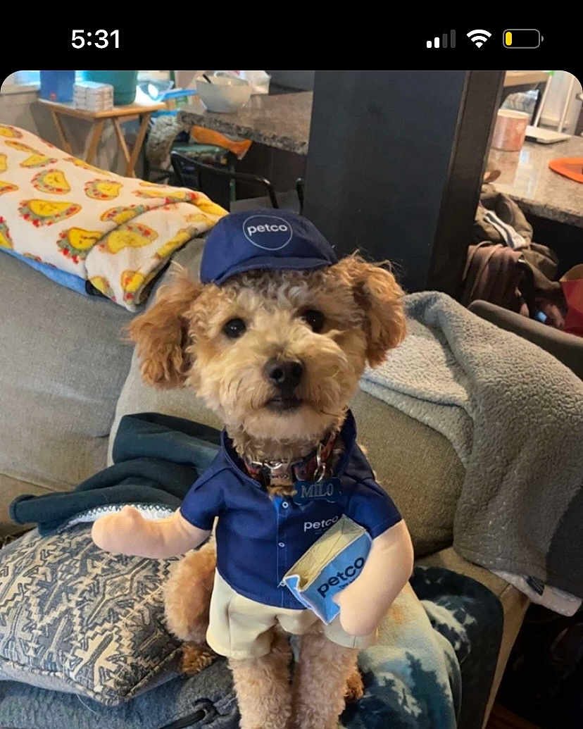 Milo is registered to the contest to win money with this photo: dog, petco, costume, uniform, hat, indoor, couch, blanket, living_room, cute, small_dog, seated, fabric, fur, toy_arms, collar, pet, home, decor, furniture