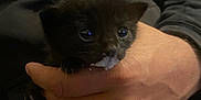 Baghéra participe au concours pour gagner de l'argent avec cette photo : kitten, cat, black_cat, pet, animal, hand, human_hand, holding, close_up, indoors, hoodie, clothing, milk, whiskers, cute, newborn, tiny, portrait, cozy, dark_fur