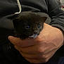 kitten, cat, black_cat, pet, animal, hand, human_hand, holding, close_up, indoors, hoodie, clothing, milk, whiskers, cute, newborn, tiny, portrait, cozy, dark_fur