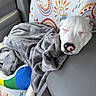 Winnie joined the competition — help win amazing prizes! dog, sleeping, blanket, car_interior, seat, patterned_seat_cover, white_dog, nose, resting, cozy, animal, pet, relaxing, closed_eyes, soft_texture, colorful, comfort, indoor, transport, peaceful