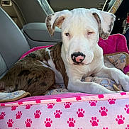 Winnie is registered to the contest to win money with this photo: puppy, dog, car_interior, pet_bed, pink, paw_prints, blanket, seat, relaxed, cute, animal, fur, white, brown, ears, nose, window, steering_wheel, resting, indoors