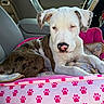 puppy, dog, car_interior, pet_bed, pink, paw_prints, blanket, seat, relaxed, cute, animal, fur, white, brown, ears, nose, window, steering_wheel, resting, indoors